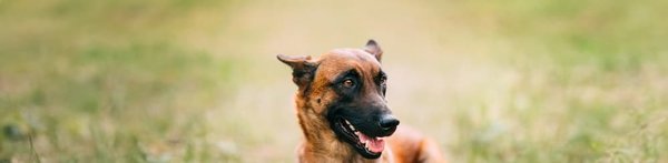 Can Dogs Be Trained to Detect Specific Illnesses in Humans?