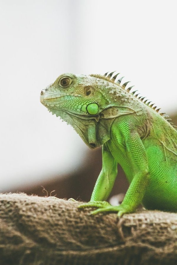 Can Birds and Reptiles Live Together Safely?