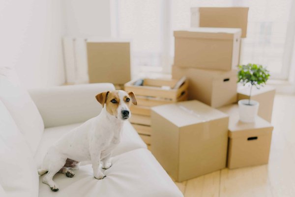 How to Choose the Right Type of Bedding for Your Pet's Comfort and Health?